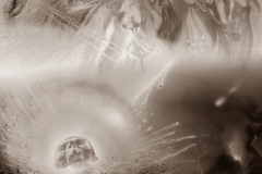 PROPHETIES-FICHE